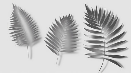 Fototapeta premium Realistic transparent shadow from a leaf of a palm tree on the white background. Tropical leaves shadow. Mockup with palm leaves shadow.