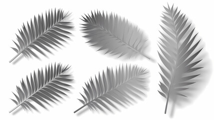 Realistic transparent shadow from a leaf of a palm tree on the white background. Tropical leaves shadow. Mockup with palm leaves shadow.