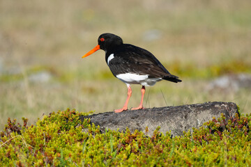 Eurasian oystercatcher (common pied oystercatcher, palaearctic oystercatcher) - Haematopus ostralegus on ground  at green background. Photo from Ekkeroy at Varanger Penisula in Norway.