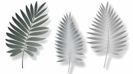Fototapeta premium Realistic transparent shadow from a leaf of a palm tree on the white background. Tropical leaves shadow. Mockup with palm leaves shadow.