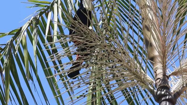 Ramphastos toco, or Toucans, on a Jussara Palm, Euterpe edulis, in Brazil.
