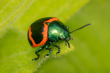 Small Swamp Milkweed Leaf Beetle resting on a leaf with bluured background