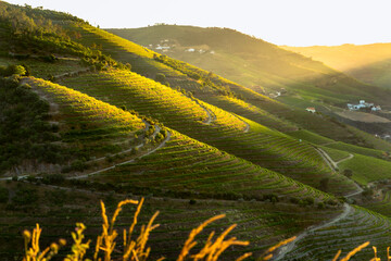 Sunset over ancient terraced vineyards in the romantic Douro Valley near the village of Pinhão, a...