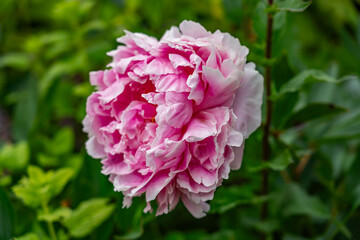walking around Stratford Upon Avon Birthplace of William Shakepeare