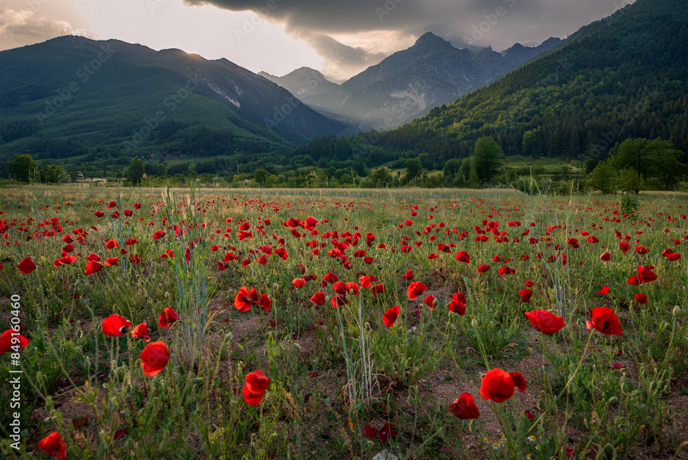 Poster poppies in the mountains