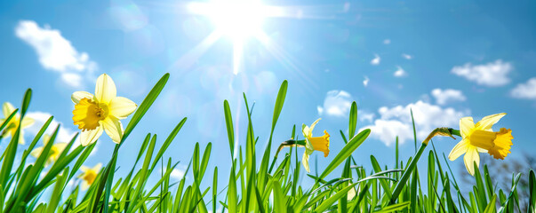 Fresh spring background with green grass, blooming daffodils, and a bright blue sky.