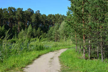Obraz premium footpath in the forest with pine trees in the background 