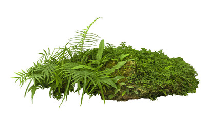 Tropical plant fern moss bush tree jungle stone rock isolated on white background with clipping...