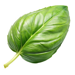 Basil leave isolated on transparent background.