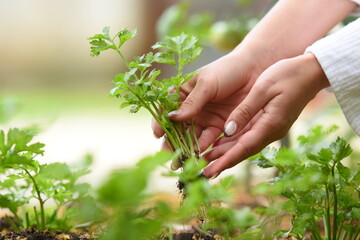 beautifiul woman hands holding parsley in the garden