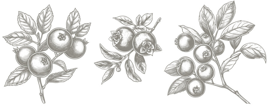 Cranberry hand drawn illustration. Vector pen-and-ink drawing illustration of cranberry plant. Herbal conception illustration