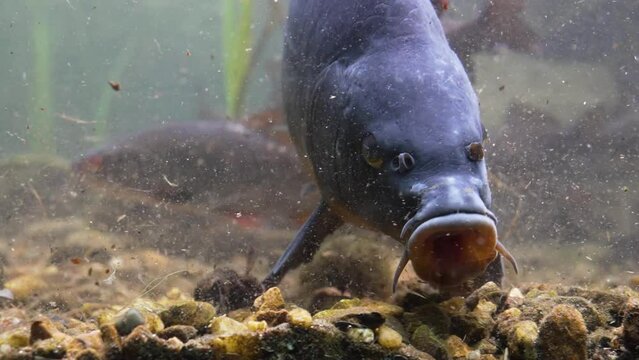 River freshwater fish in the river swims underwater