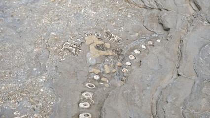 Close up of exposed fossil reptile remains on rock surface on Kilve Beach on the Jurassic Coast in England UK