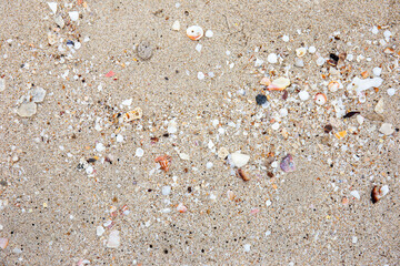 Various types of seashells on the sand.