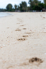 Animal footprints on the sand.