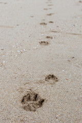 Animal footprints on the sand.