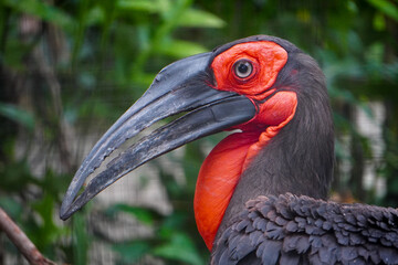 Close Up Ranggong Bird from Indonesia