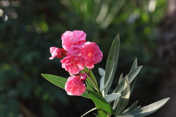 pink Oleander flowers (Nerium oleander) in spring