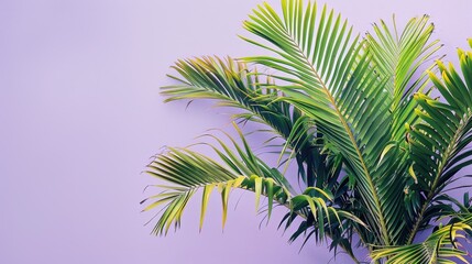 Fototapeta premium Close up photograph of a palm tree against a purple background with space for text