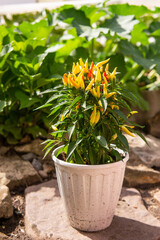 Growing pepper in a pot in the yard of a country house. Gardening and country life.