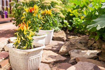Growing pepper in a pot in the yard of a country house. Gardening and country life.