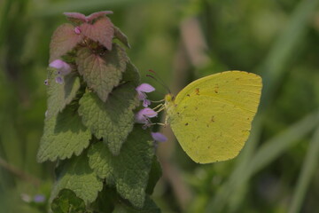 【キチョウと甲虫】