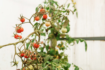 Tomatoes are hanging on a branch in the greenhouse.