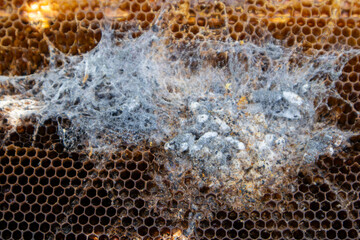 Closeup of a wax moth infestation damaging a honeycomb frame in a beehive