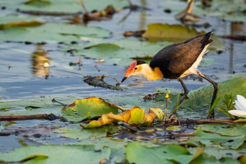 Comb-crested jacana, Northern Territory, Australia