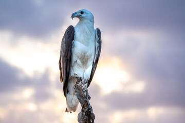 White-bellied sea eagle, Northern Territory, Australia