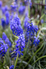 Fototapeta premium close up of a blue flower
