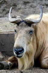 ゴールデンターキン