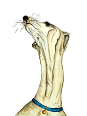 dog greyhound breed watercolor illustration dog portrait