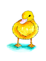 duckling chick bird watercolor illustration sketch postcard feathers cute duck