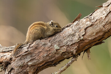 Maritime striped squirrel perched on a tree