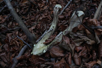 animal jaw bone in the woods