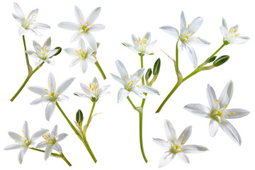 white flower with 6 petals in the shape of a lily, isolated on a white background