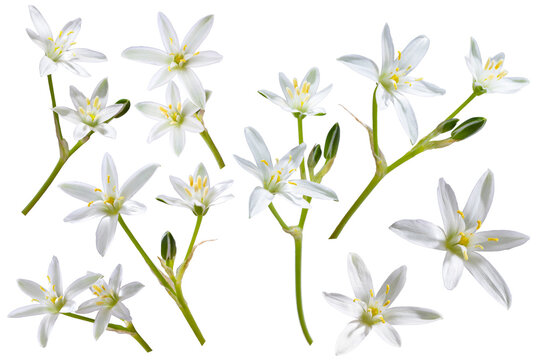 Fototapeta white flower with 6 petals in the shape of a lily, isolated on a white background