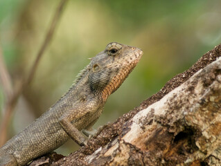 Asian Gecko on a parasitic tree branch