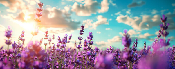 Summer background with a peaceful lavender field in full bloom under a bright blue sky: Serene and colorful, perfect for a summer floral theme