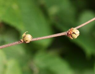 twig of hazel bush and growing small,early nuts close up