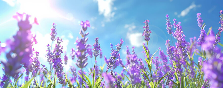Summer background with a peaceful lavender field in full bloom under a bright blue sky: Serene and colorful, perfect for a summer floral theme