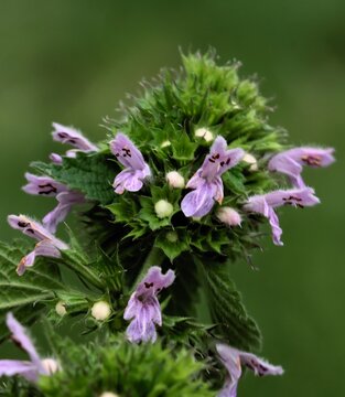 wild plant ballota nigra-Black horehound with small lila flowers