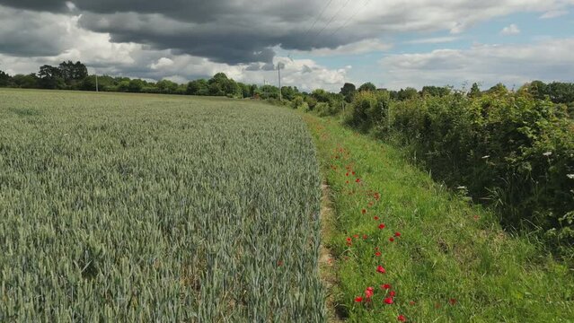 Poppies growing in an Arable Field Margin at the edge of a field of barley by a footpath - drone rising for wider view. June, Kent, UK	