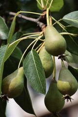 growing pears fruits at spring close up