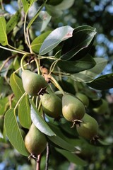 growing pears fruits at spring close up
