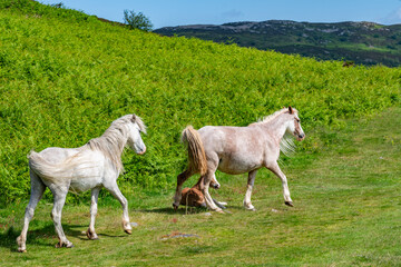 Obraz premium walking around Conwy in North Wales