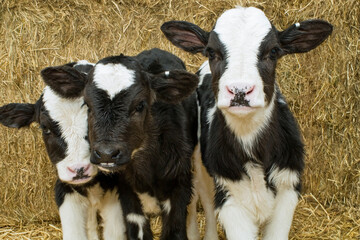 Triplet calves on display at a farm show © Michael O'Neill