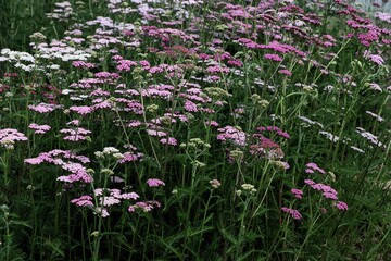 decorative red kind yarrow-herb in park