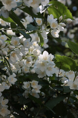 white,fragrant tertaoetalous flowers of jasmine,shrub close up